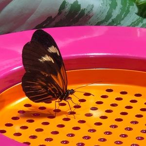 Meet your Posher, Edjanine